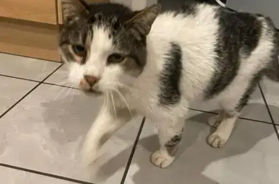 Animaux trouvés , photo: Chat mâle âgé trouvé à Labrit