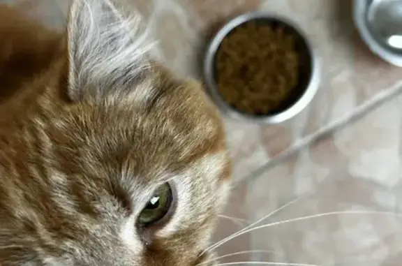 Chat perdu à Antibes retrouvé - photo