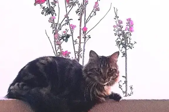 Animaux perdus Saint-Jean-de-Védas, photo: Chat Suna perdu, Saint-Jean-de-Védas