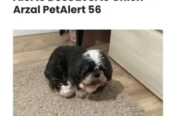 Shih Tzu noir trouvé à Arzal - photo