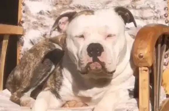 Chien perdu Lumio, photo : Chien WAKAN bringé disparu