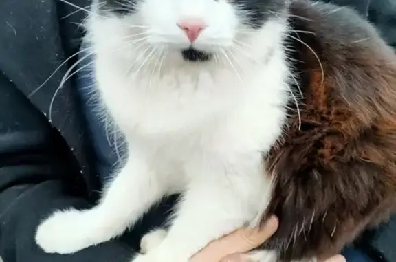 Chat mâle perdu à La Couronne - photo