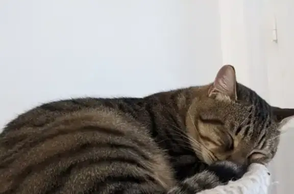 Animaux perdus Saint-Martin-d'Hères, photo: Chat Zuko disparu à St-Martin