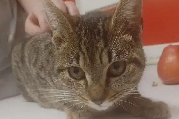Chaton femelle trouvé à Grenay - photo