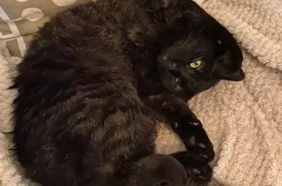 Animaux perdus Sarrebourg, photo: Chat noir perdu à Sarrebourg