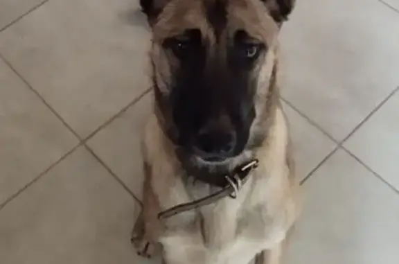 Animaux perdus Pierrefeu-du-Var, photo: Chien Malinois Perdu: Tina