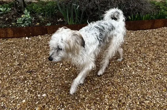 Chien perdu sans collier à Prats - photo
