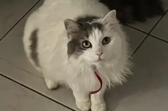 Animaux perdus , photo: Chatte Styx perdue à Villeneuve
