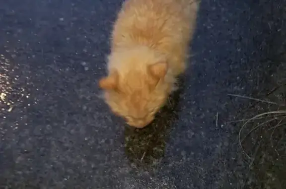 Chat affaibli trouvé à Basse-Goulaine - photo