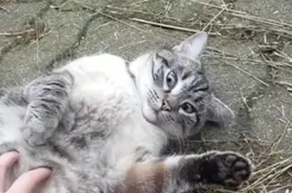 Chat perdu, Magny-Vernois, photo: Chat gris tigré perdu à Magny