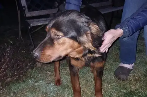 Chien Setter Gordon trouvé à Mazères - photo