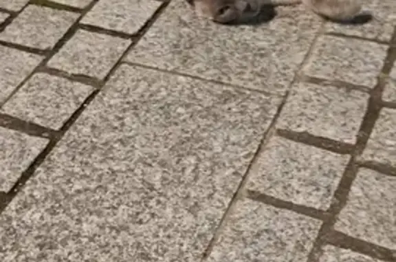 Animaux trouvés Portet-sur-Garonne, photo: Chat retrouvé à Portet-Garonne