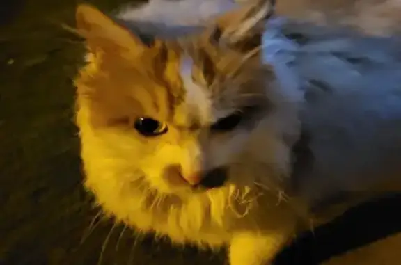 Chat sociable trouvé à Condé - photo