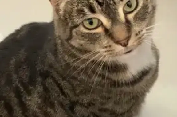Lost Tabby Cat Blinky in Sydney - Help!