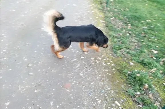 Chien trouvé à Cornebarrieu - photo
