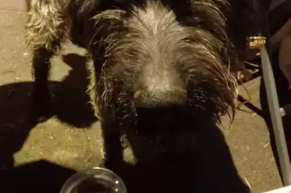 Trouvé: Griffon gris-noir à Arpajon - photo