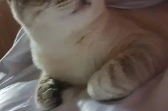 Chat perdu, , photo: Chat crème et blanc volé à Quins