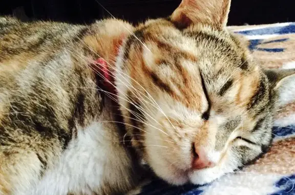 Lost Senior Cat Tiggr in Nedlands - Help!