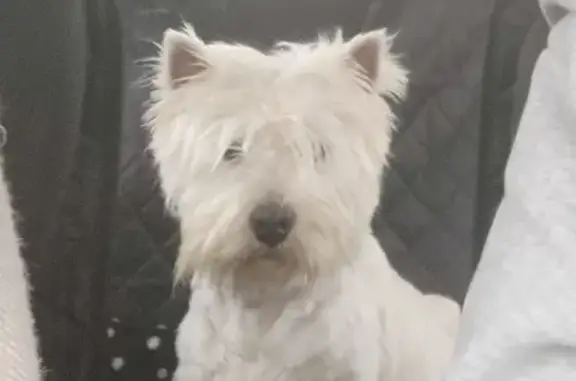Animaux perdus Montereau-Fault-Yonne, photo: Alerte Westie perdu - Montereau