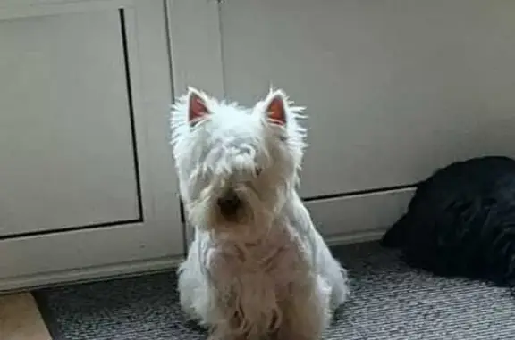 Animaux perdus Montereau-Fault-Yonne, photo: Westie perdu près de Montereau-FY
