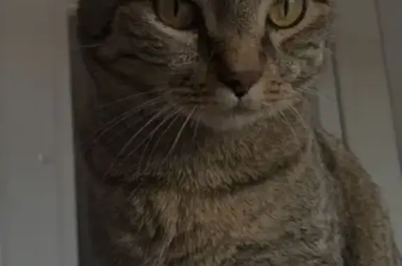 Animaux perdus , photo: Chat marron tigré perdu, 8 ans