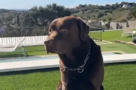 Animaux perdus La Roquette-sur-Siagne, photo: Labrador marron perdu à La Roquette