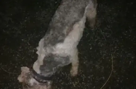 Petit Fox Terrier trouvé à Anlhiac - photo