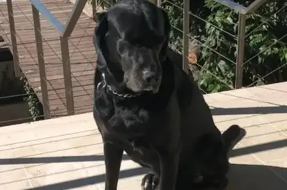 Animaux perdus Marseille Bompard, photo: Alerte chien perdu à La Treille