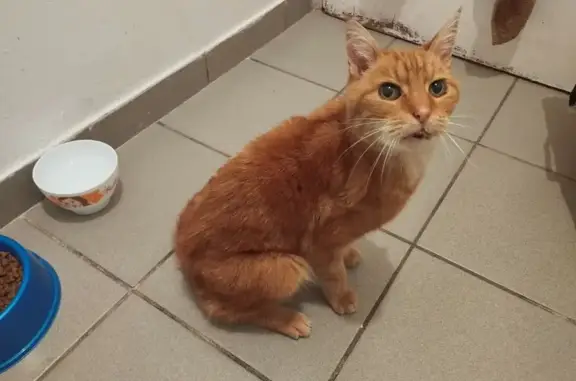 Chat maigre trouvé à Lillers - photo