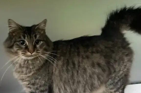 Chat angora perdu trouvé à Ors - photo