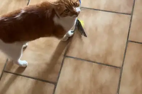 Chat roux perdu trouvé à Pujaut - photo