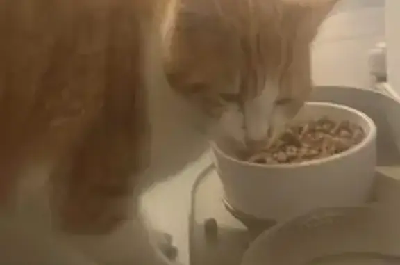 Chat roux égaré à Marcy trouvé - photo