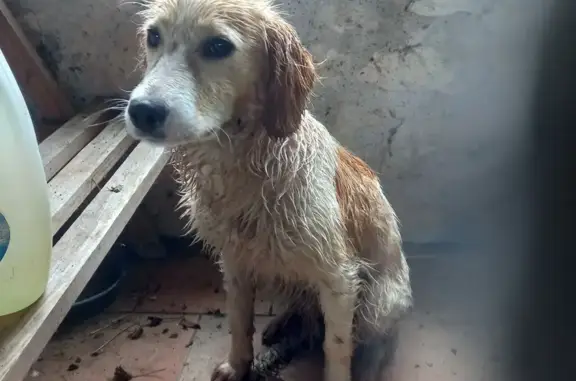 Chiot croisé trouvé à Cassignas - photo