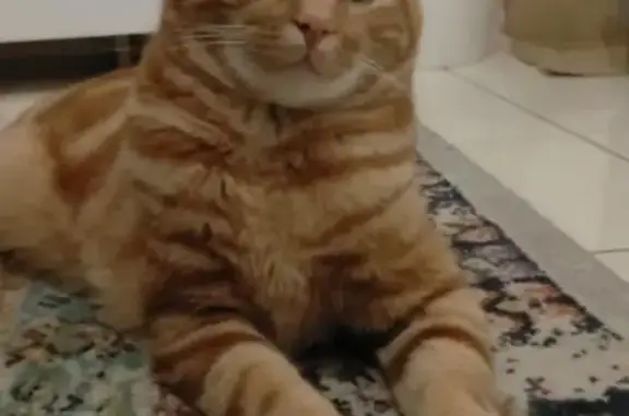 Chat perdu, Vertou, photo: Chat roux tigré perdu à Vertou