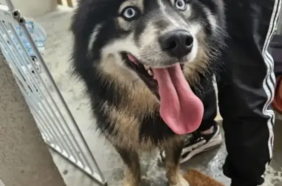 Chien perdu trouvé à Sausheim - photo