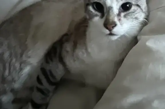 Animaux perdus Drancy, photo: Chat gris tigré perdu à Drancy