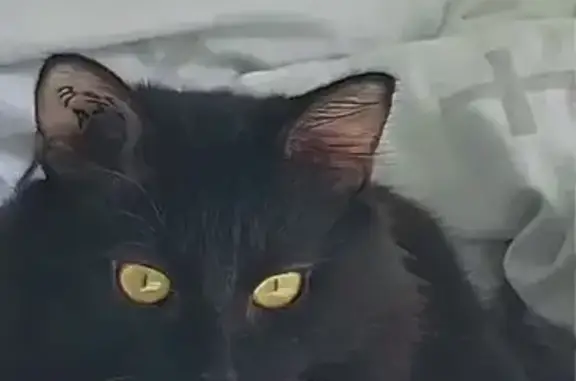 Chat perdu, Guérigny, photo: Chat noir long poil perdu 306AJX