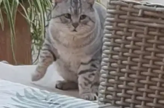 Chat tigré gris mâle perdu - photo