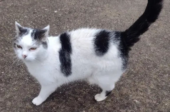 Chat affamé trouvé à Angervilliers - photo