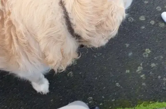 Chien âgé trouvé à Rezé - photo
