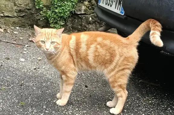 Chat trouvé Chambéry, photo: Chat roux trouvé, chemin Cassine