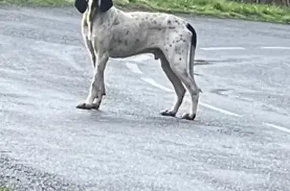 Chien perdu à Argagnon - photo