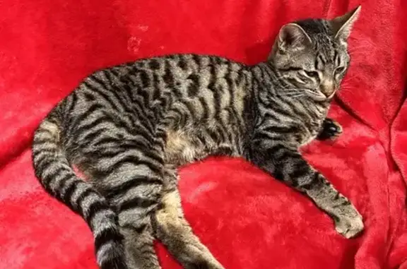 Chat perdu, , photo: Chat Ben's gris perdu - Aidez-nous!