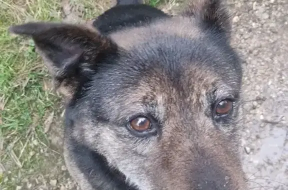 Chien noir et fauve trouvé à Vaire - photo