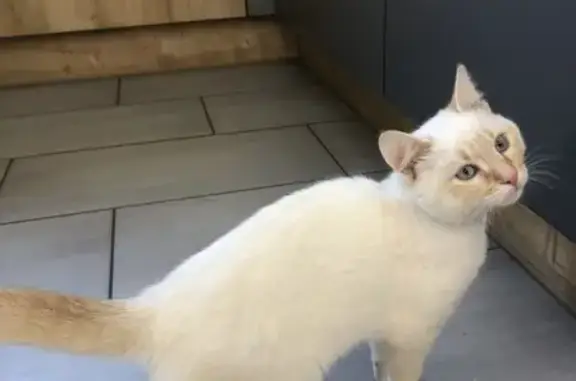 Chaton blanc trouvé à Plérin - photo
