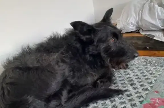 Chien perdu Falaise, photo : Chien Olia perdu à Falaise