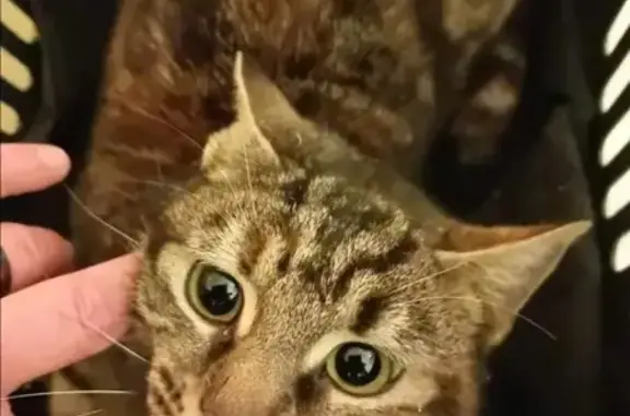 Animaux trouvés Mirecourt, photo: Chat tigré blessé trouvé à Mirecourt