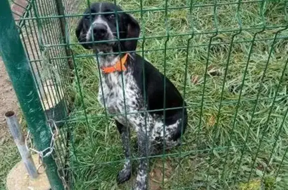 Chien perdu à Saint-Seurin retrouvé - photo