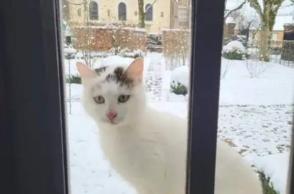 Chat famélique trouvé à Saint-Ouen - photo