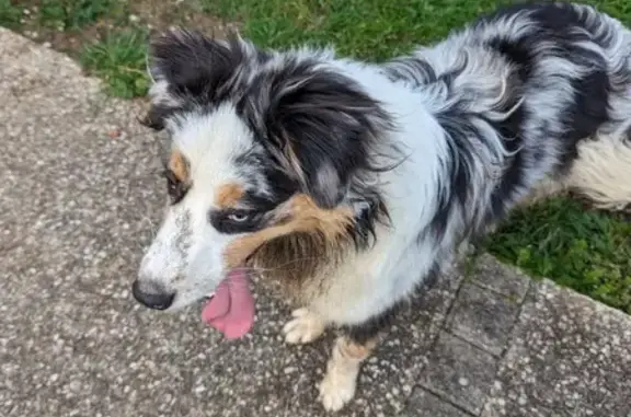 Chien berger australien trouvé - photo